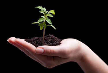 a hand holding a plant growing in soil
